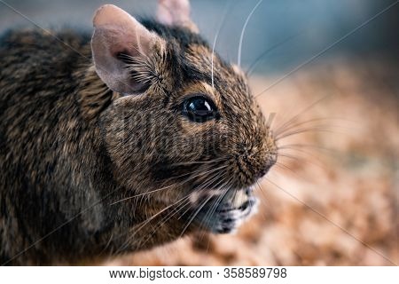 Cute squirrel degu nibbling food