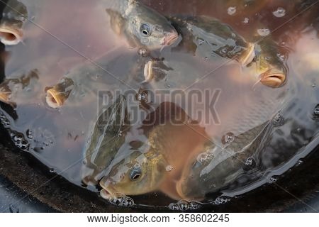 Alive Fishes For Sale, Swimming In A Bowl And Coming Up To Surface Of Water. Image Shot From The Top