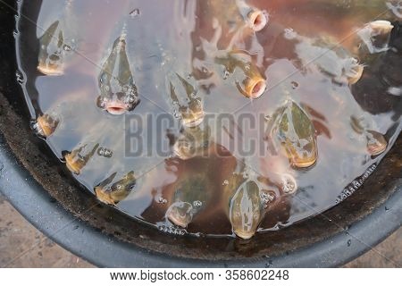 Alive Fishes For Sale, Swimming In A Bowl And Coming Up To Surface Of Water. Image Shot From The Top