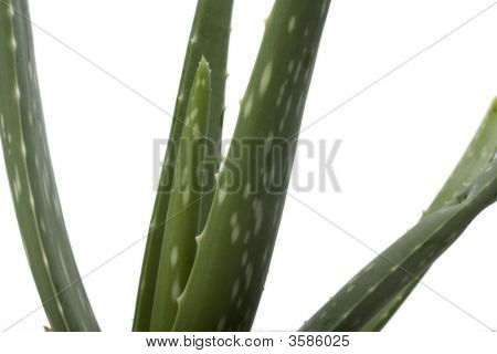 Aloeveradetail