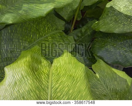 Closeup Shot Showing Some Green Maranta Plant Leaves