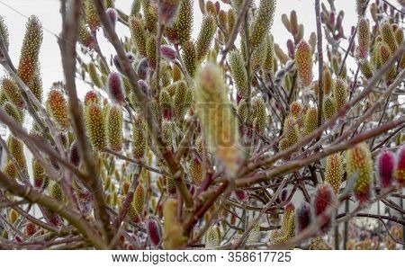 Full Frame Shot Of Red Pussy Willow Catkins
