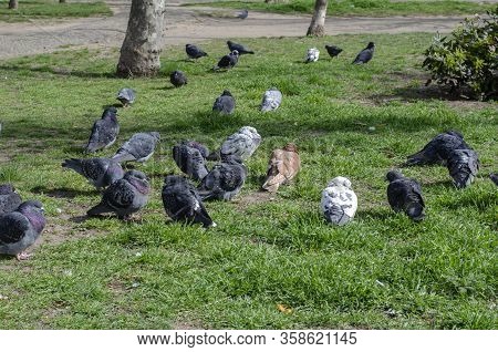 A Flock Of Urban Pigeons On The Lawn. A Group Of Bored Pigeons Is Sitting On The Green Grass. A Grou