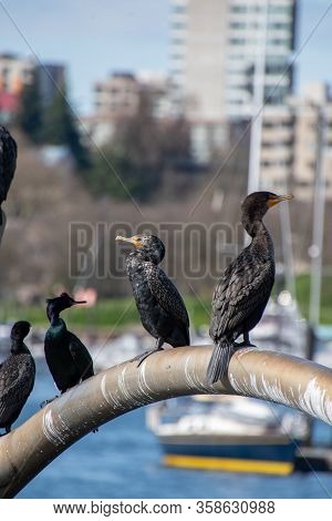 A Picture Of A Double-crested Cormorant Perching On The Pipe.  Vancouver Bc Canada