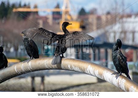 A Picture Of A Double-crested Cormorant Perching On The Pipe.  Vancouver Bc Canada