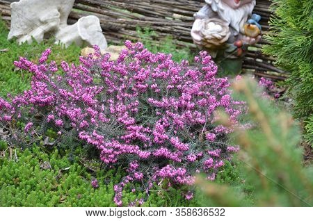 Classic Heather Pleases The Eye With Its Small, Vibrant Colors