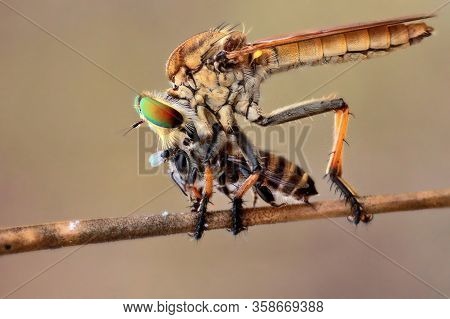 Robberfly Eating His Prey And Infested By Flies