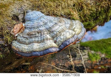 Close Up Of A Colourful Blue Tinder Fungus On A Moulding Tree Trunk