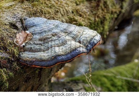 Close Up Of A Colourful Blue Tinder Fungus On A Moulding Tree Trunk