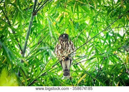 Bird (northern Boobook, Ninox Japonica) Is A Species Of Bird In The True Owl Family. It Was Split Fr
