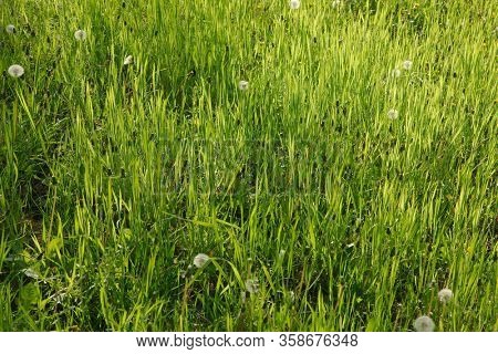 Vibrant green grass, grassy meadow