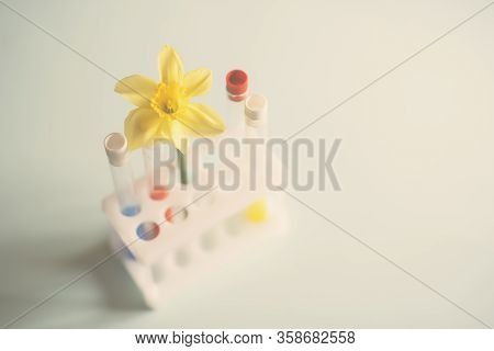 Beakers With Chemical Elements And A Yellow Flower As A Symbol Of Spring. Virus Vaccine. Quarantine 
