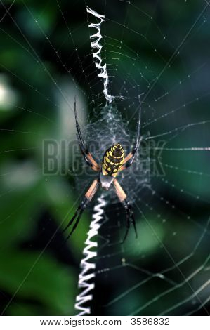 Banana Spider01