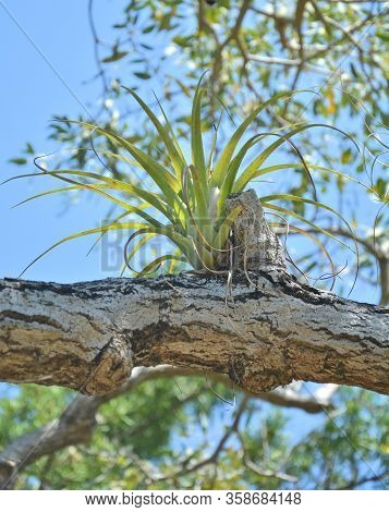 Bromelia Plant Epiphyte Growing On The Tree Branch In The Garden.
