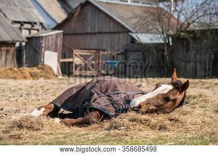Old Sick Horse With Caparison Lying On The Hay In Spring