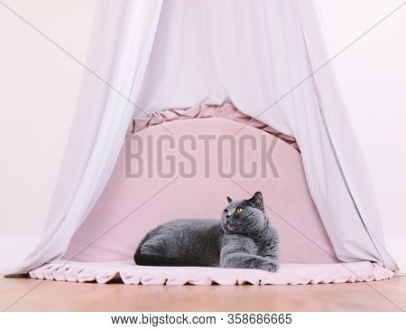 Funny noble cat lying under baldachin and looking up proudly. British shorthair breed