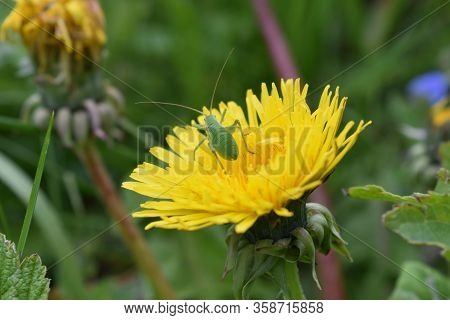Grig On The Blooming Yellow Color Of A Dandelion On A Spring Meadow .