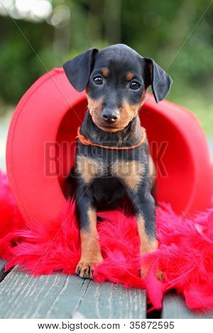 Den lille Pinscher hvalp