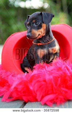Den lille Pinscher hvalp