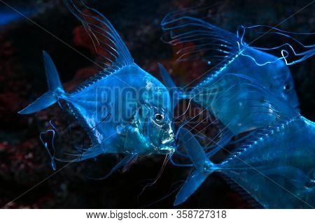 Indian Threadfish (alectis Indica) Fish In Sea Water