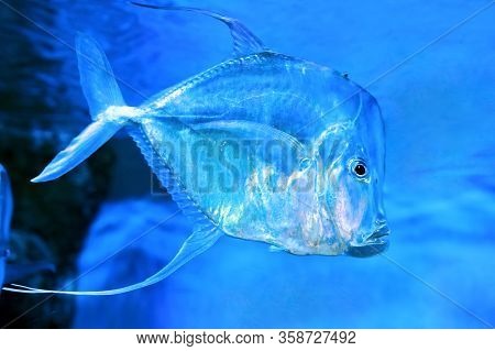 Lookdown Selene Vomer Is A Salt Water Marine Fish From The Family Of Stavrid Carangidae.