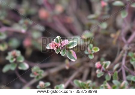 Foxley Thyme Leaves - Latin Name - Thymus Pulegioides Foxley