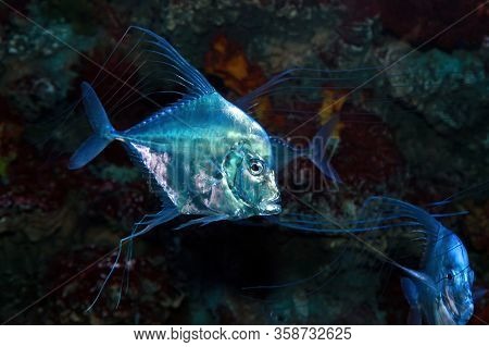 Indian Threadfish (alectis Indica) Fish In Sea Water