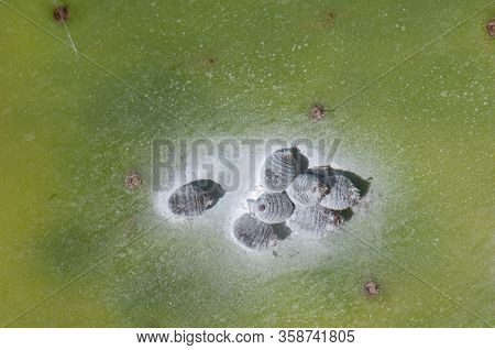 Females Cochineal Dactylopius Coccus On A Pad Of Barbary Fig Opuntia Maxima. Timijiraque Protected L