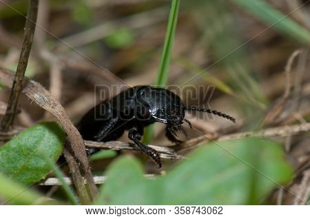 Devil's Coach-horse Beetle Ocypus Olens. Valverde. El Hierro. Canary Islands. Spain.