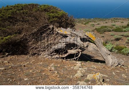 Juniper Juniperus Turbinata Canariensis Twisted By The Wind.