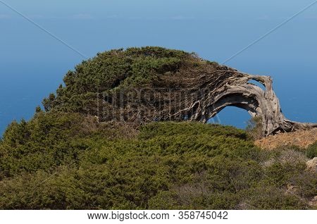 Juniper Juniperus Turbinata Canariensis Twisted By The Wind.