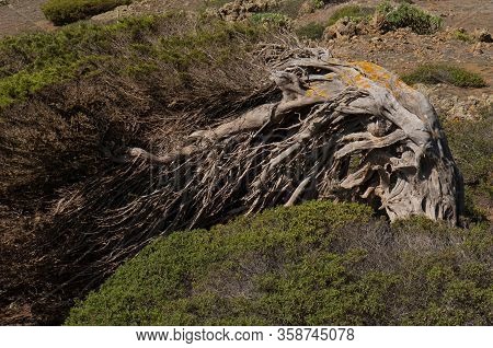 Juniper Juniperus Turbinata Canariensis Twisted By The Wind.