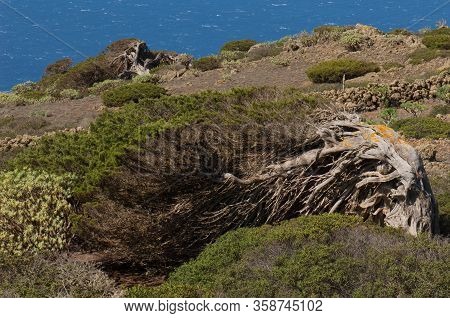 Juniper Juniperus Turbinata Canariensis Twisted By The Wind.