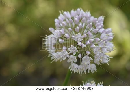 Allium Polyanthum Onions Inflorescence Having Seeds. Selective Focus On Blooming Onion Flower With N