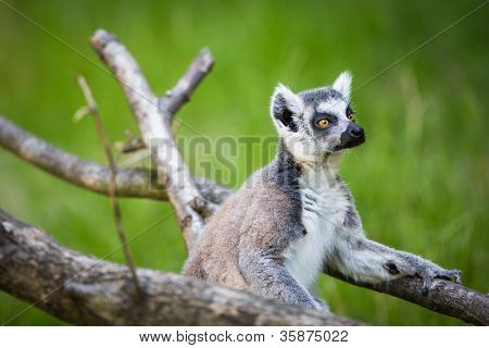 Lemur kata (Lemur catta)