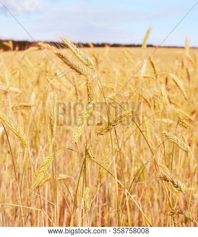 Wheet Field Ready For Crop In The Morning Light. Estonia