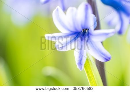 Beautiful Dreamy Detail Shots Of Blue-purple Hyacinth Is Also
Called Blue Jacket During The Spring S