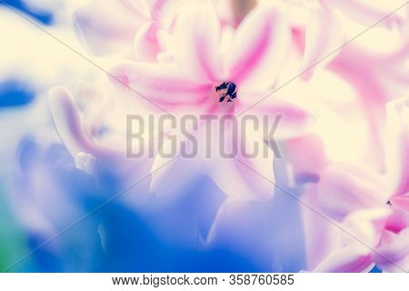 Fresh Early Spring Purple And Pink Hyacinth Bulbs, Grown In Land (garden), Gladiolus And Hyacinth. F