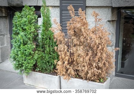 Bright Green Growing And Brown Dry Dead Thujas Schrub In Big Concrete Pots At Sidewalk Against Grey 