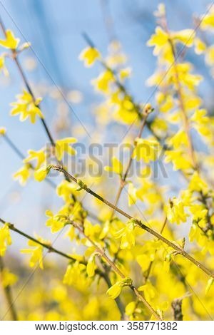 Amazing Yellow Forsythia Flowers And Blue Sky. Golden Bell, Border Forsythia  Blooming In Spring Gar