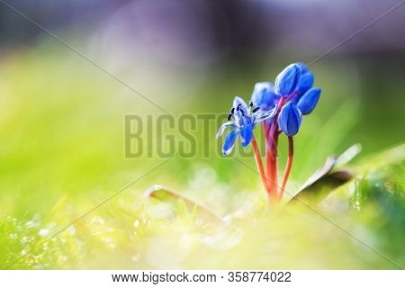 Biautiful blue spring flower on green grass background closeup. Nature macro photography