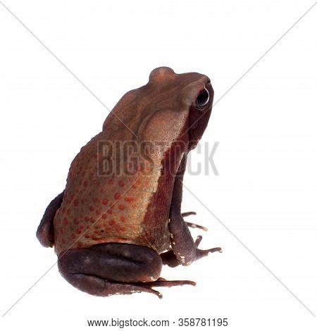Amazing Smooth-sided Toad Isolated On White Background