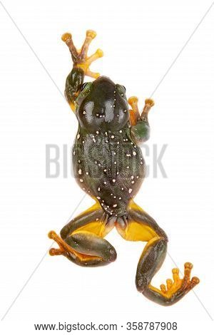 The Magnificent Tree Frog Or Splendid Tree Frog On White Background