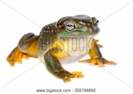 The Magnificent Tree Frog Or Splendid Tree Frog On White Background