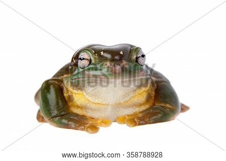 The Magnificent Tree Frog Or Splendid Tree Frog On White Background