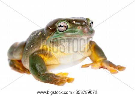 The Magnificent Tree Frog Or Splendid Tree Frog On White Background