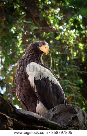 Adult Stellers Sea Eagle. Halyaetus Pelagicus Is The Largest Representative Of The Entire Hawk Famil