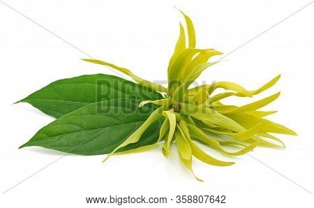 Fresh Ylang-ylang Flower Isolated On White Background