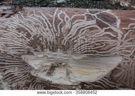 Traces Of Beetles On A Tree Under The Bark