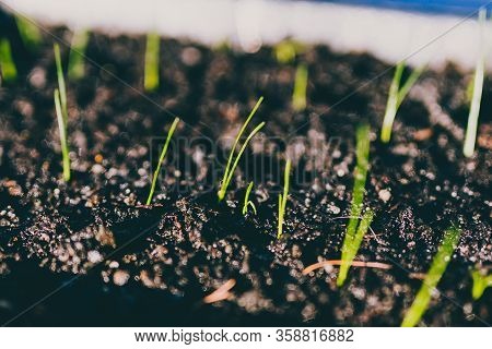Indoor Gardening, Tiny Seedling Growing In Soil Tray Inside Small Indoor Greenhouse